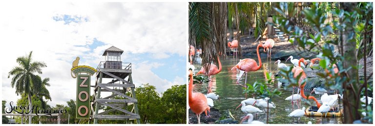 A Zoo Wedding: Chelsea and Robert's Love Story. For these two animal lovers, there was no question as to where they were going to be married. No venue could be more perfect than the Palm Beach zoo.